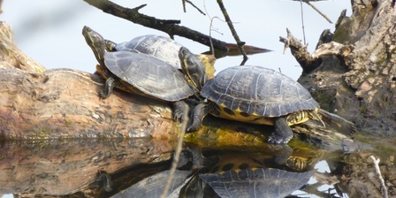 Alcuni individui di Trachemys scripta prendono il sole nei Laghi di Avigliana.