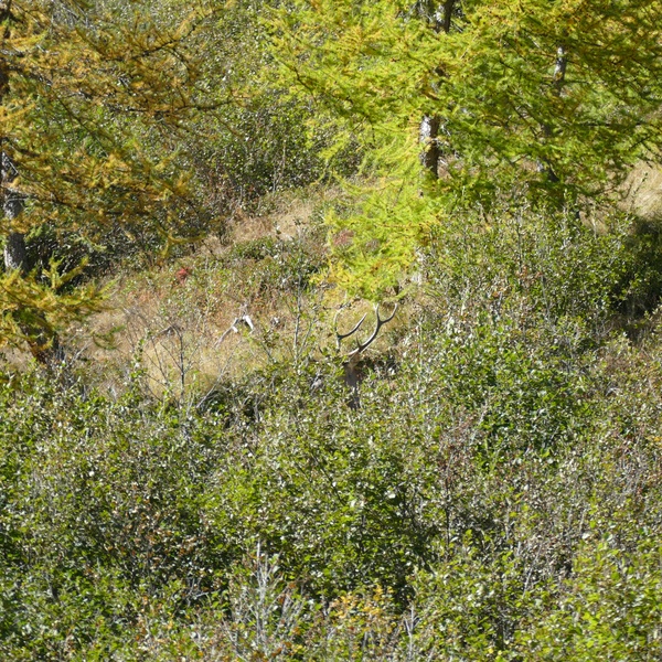 Un\u0027immagine di alneto con alcuni larici sullo sfondo. Osservando attentamente l\u0027immagine si possono osservare i palchi di un cervo nascosto nella vegetazione.