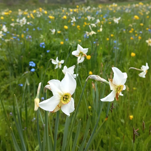 Narcisses en fleurs aux côtés d\u0027oubliettes et de boutons d\u0027or.