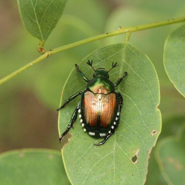 Individu adulte de Popillia japonica
