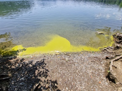 Schiume algali sul Lago Grande di Avigliana