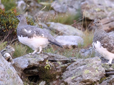 Due pernici bianche, maschio e femmina, durante la muta a fine inverno.