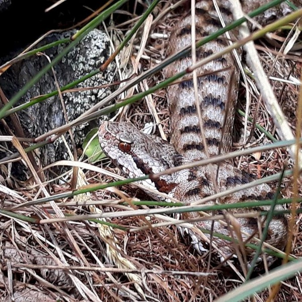 Vipera aspis