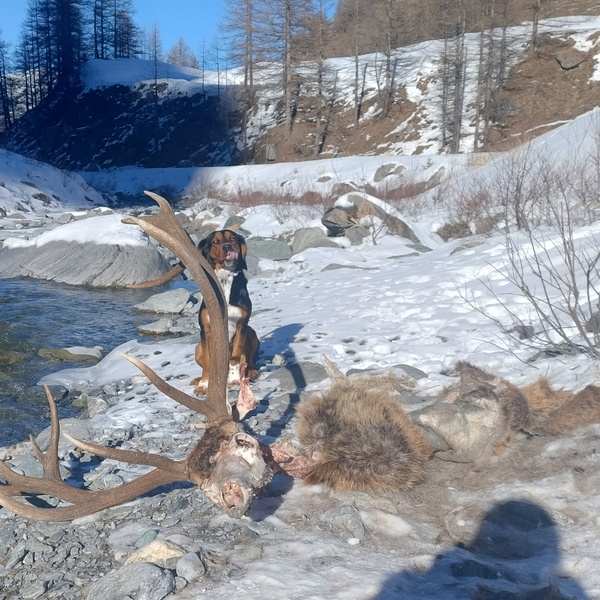 Una carcassa di cervo individuata da Cherz.
