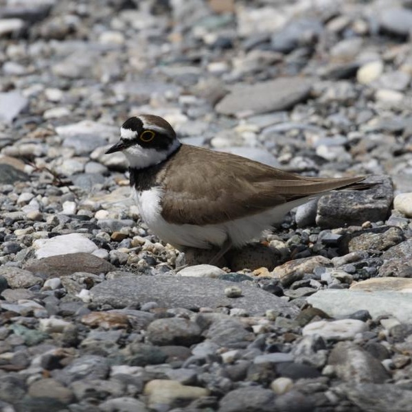 Charadrius dubius Scopoli, 1786