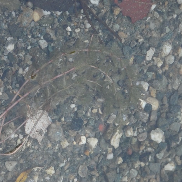 Miriophyllum spicatum