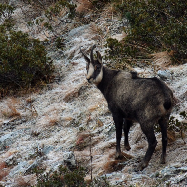 Camoscio su terreno brinato nel Gran Bosco di Salbertrand
