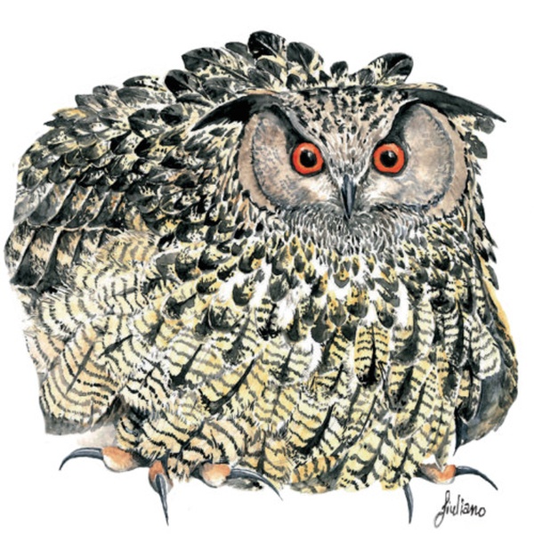 Un\u0027illustrazione che raffigura il gufo reale.