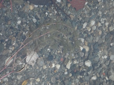 Miriophyllum spicatum