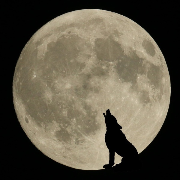 Les loups n\u0027ululent pas à la lune.