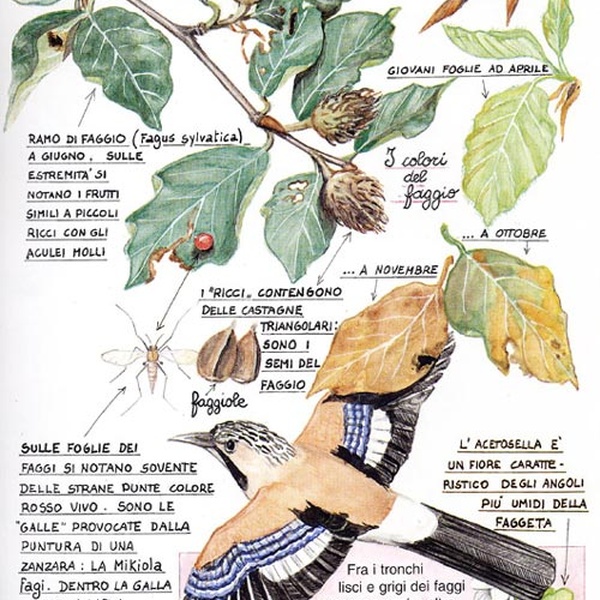 Une fiche illustrée sur les caractéristiques de la hêtraie.