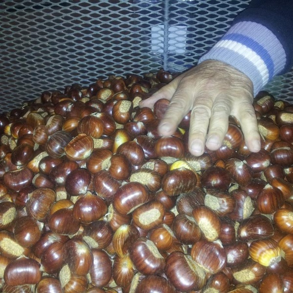 Sagra del marrone di Villar Focchiardo