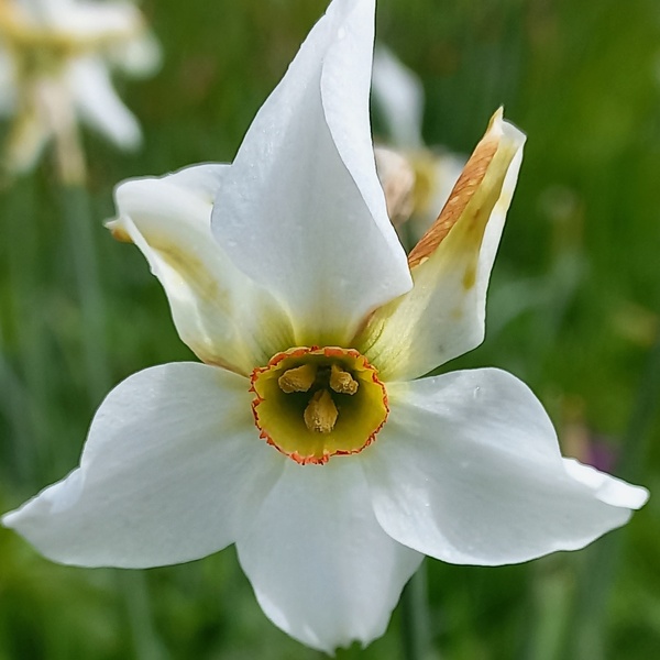 \u003Cem\u003EFiore di narciso selvatico.\u003C/em\u003E