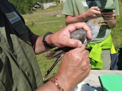 Il giovane cuculo viene manipolato con grande perizia e delicatezza da un guardiaparco dotato di patentino come inanellatore riconosciuto da Ispra.