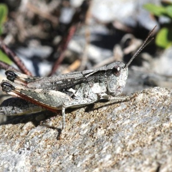Chorthippus pullus \u002D gravel grasshopper (female)