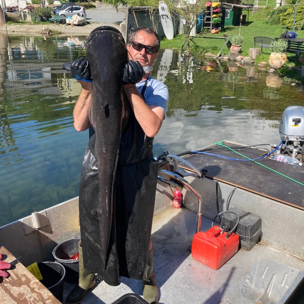 Un échantillon de poisson\u002Dchat capturé en mai 2024 lors d\u0027une session de pêche scientifique.
