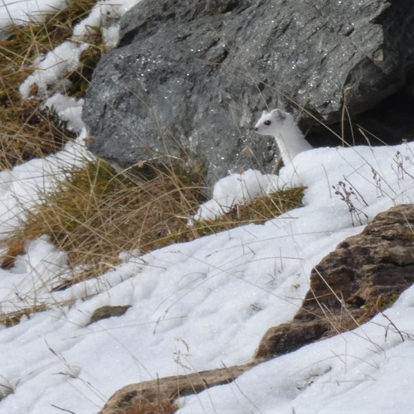 Un ermellino in veste invernale.