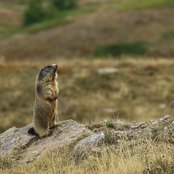 Marmotte de guet