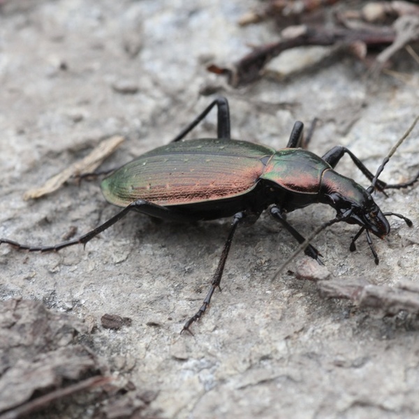 Carabus cycrhoides