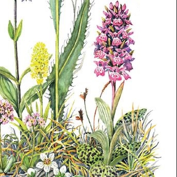 Flowers of the Alpine peat bogs