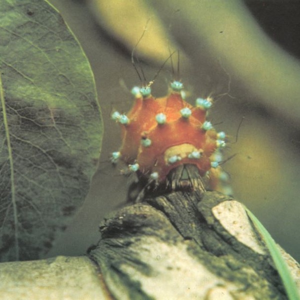 Bruco della Farfalla Pavonia maggiore