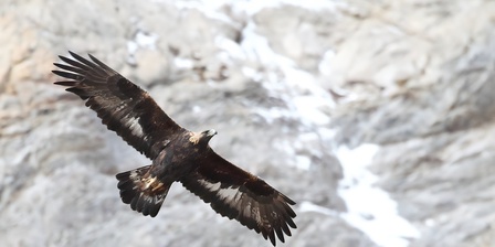 Aquila in volo