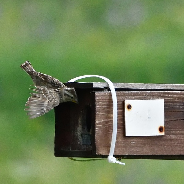 Una passera lagia entra nella propria cassetta nido.