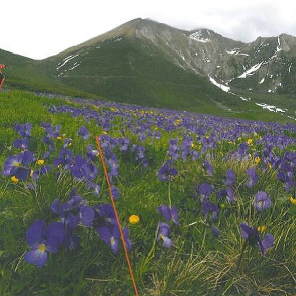 Dans les espaces ouverts \u002D Pian dell\u0027Alpe
