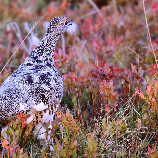 La pernice bianca non si può cacciare (ovviamente) nei parchi e nelle riserve naturali, ma nemmeno nei siti della Rete Natura 2000.