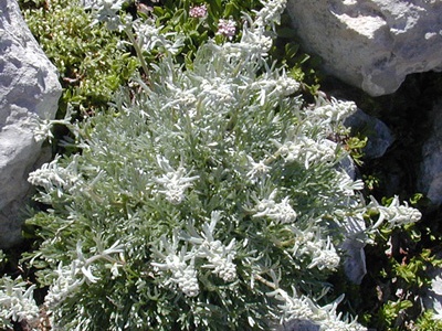 Una pianta di genepì