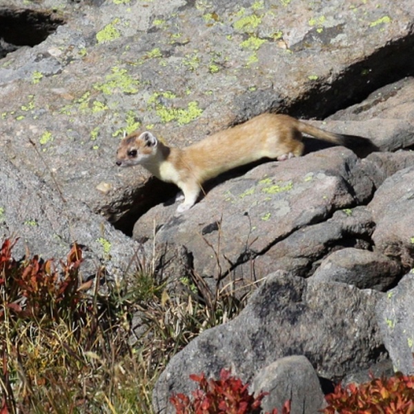 Un esemplare di ermellino in fase di muta.