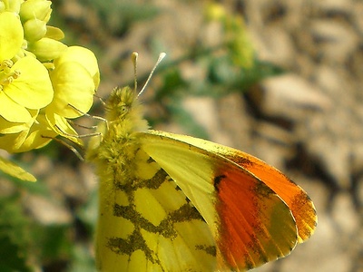 Un exemplaire d\u0027Anthocharis euphenoides.