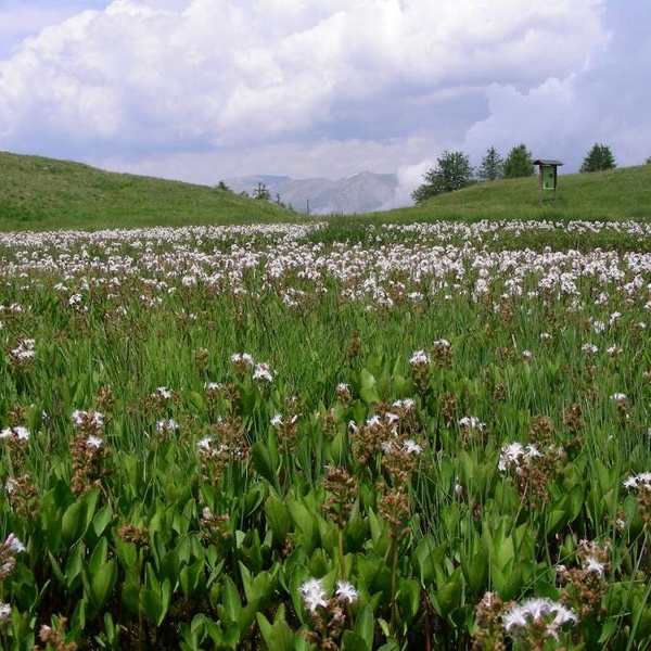 Fioritura estiva alla Torbiera del Col Blegier (Parco naturale del Gran Bosco)