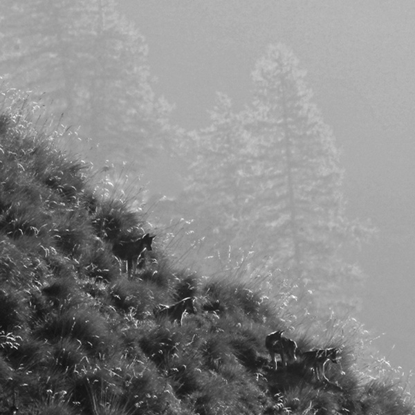 Branco di lupi in controluce nel Parco Naturale Osriera Rocciavré.