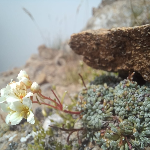 Saxifraga valdensis