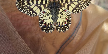 Monitoraggio di Zerynthia polyxena