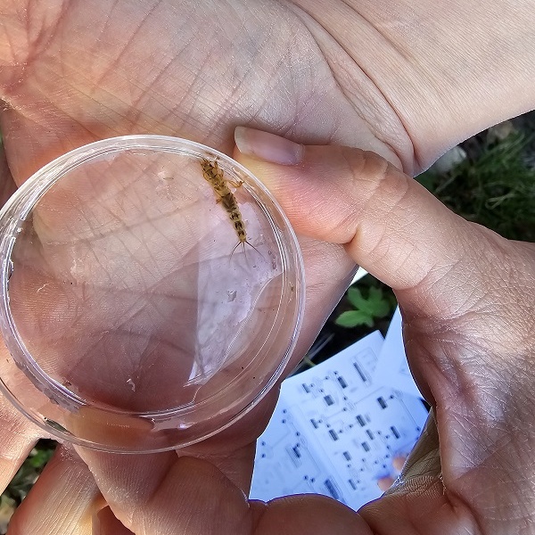 Surveillance des macroinvertébrés