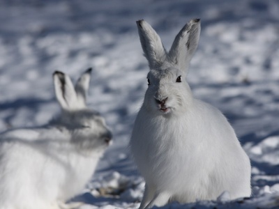 Lepri variabili in inverno