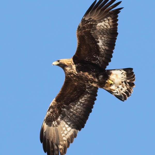 Un\u0027aquila reale veleggia nei cieli della Val di Susa.