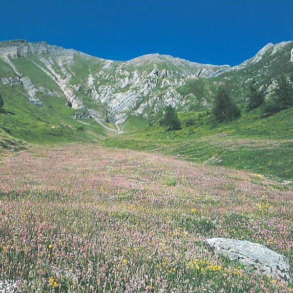 Fioritura a Pian dell\u0027Alpe