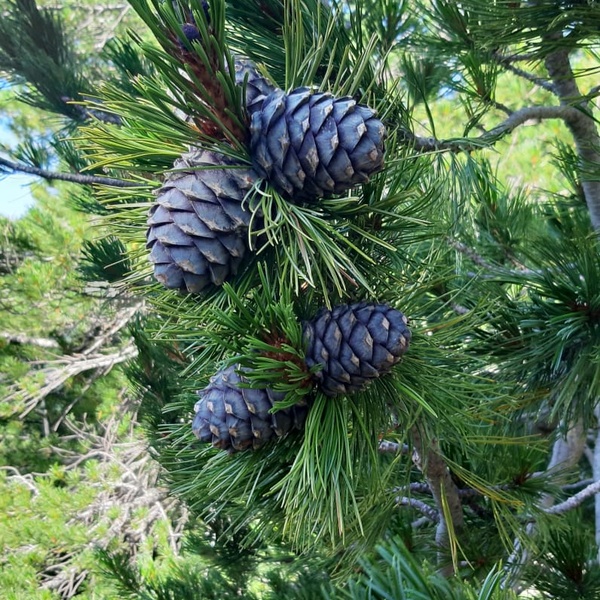 Pignes de pin cembro