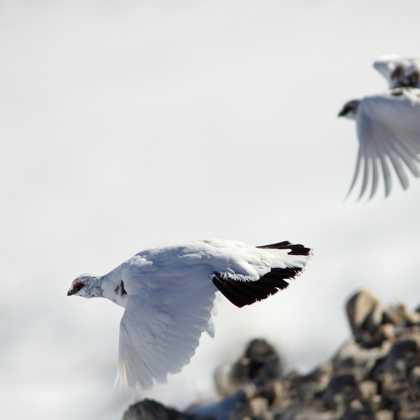 Pernici bianche in volo