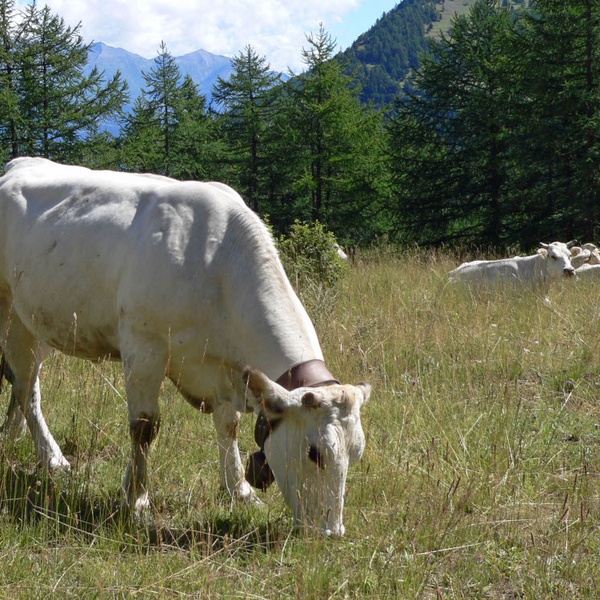 Una mucca al pascolo presso l\u0027Alpe Randuin, nel Parco Naturale del Gran Bosco di Salbertrand.