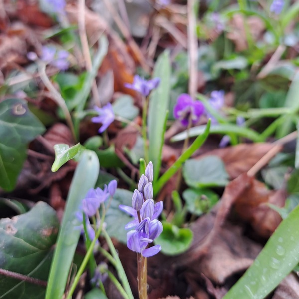 Boccioli di scilla sillvestre
