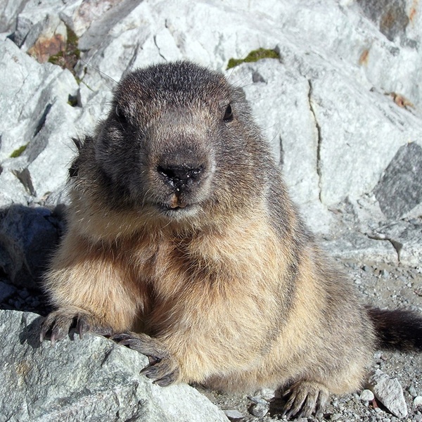 Marmotta