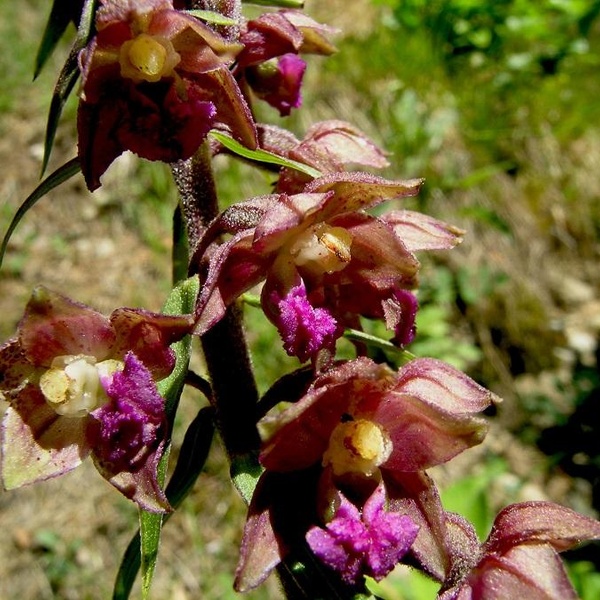 Epipactis artrorubens