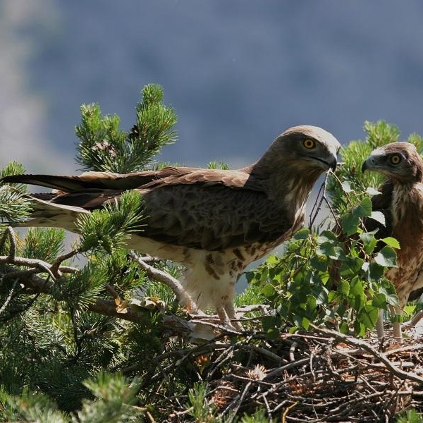 Biancone che alimenta giovane nel nido