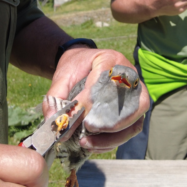 Un anellino numerato viene posizionato con grande attenzione sulla zampa del cuculo. Nel frattempo i suoi dati vengono inseriti in una una scheda, abbinata al numero di anello, che verrà caricata in una banca dati nazionale per future consultazioni in caso di ricattura.