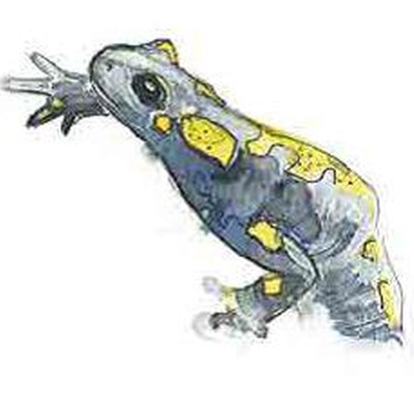 Salamandre tachetée