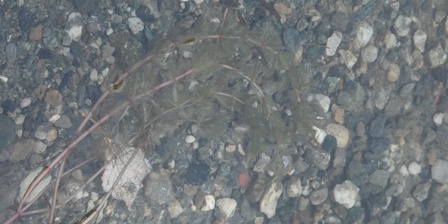 Miriophyllum spicatum